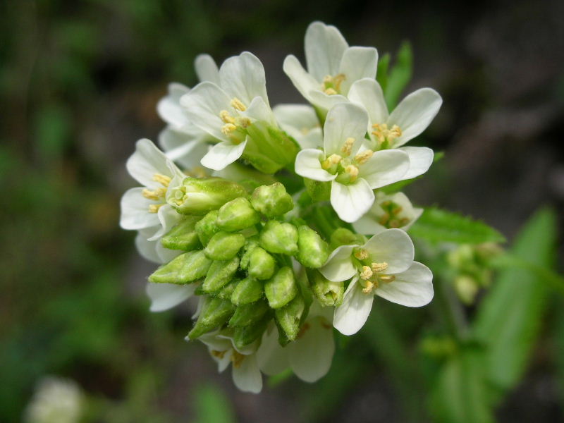 Pseudoturritis turrita (= Arabis turrita) / Arabetta maggiore